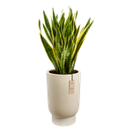 amber grail high 30cm linen white